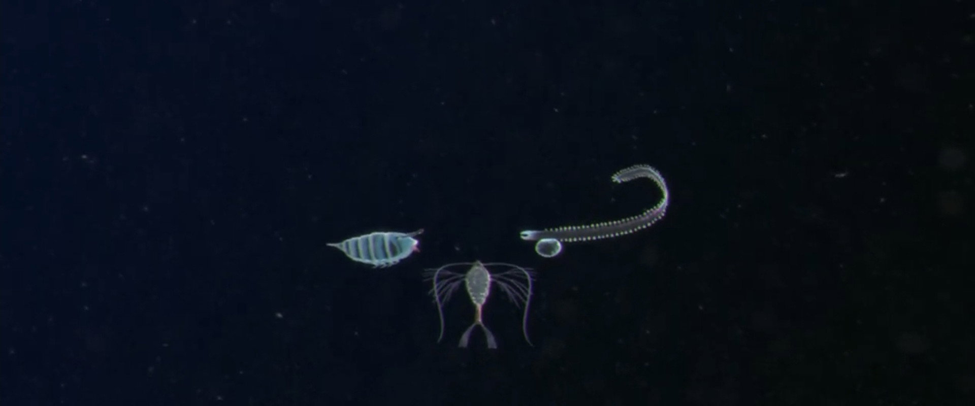 Plankton backdrop