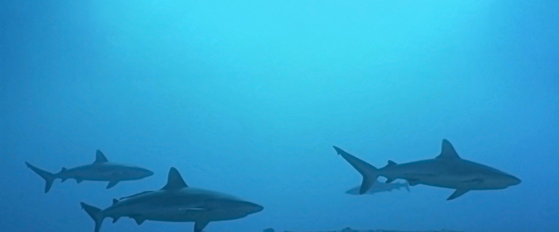 Atlantis backdrop