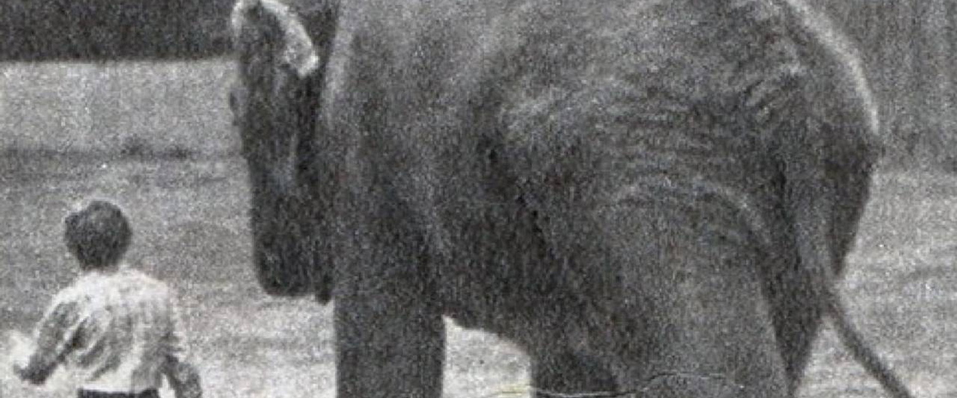 The Elephant Got Lost backdrop