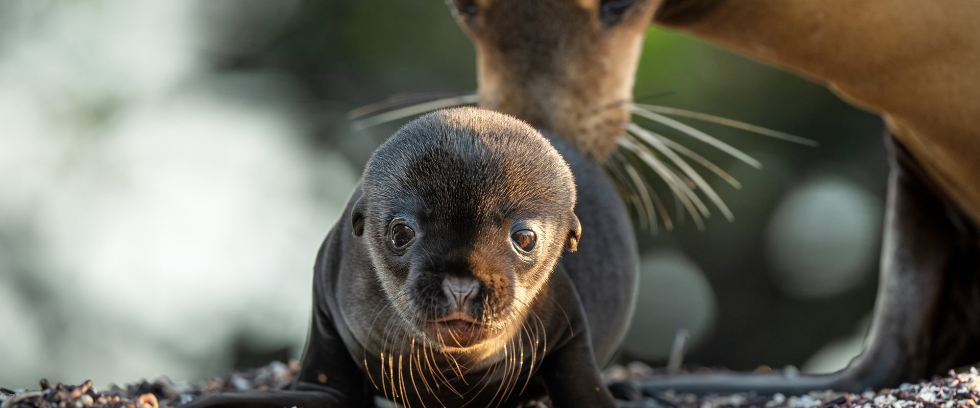Sea Lions of the Galapagos backdrop