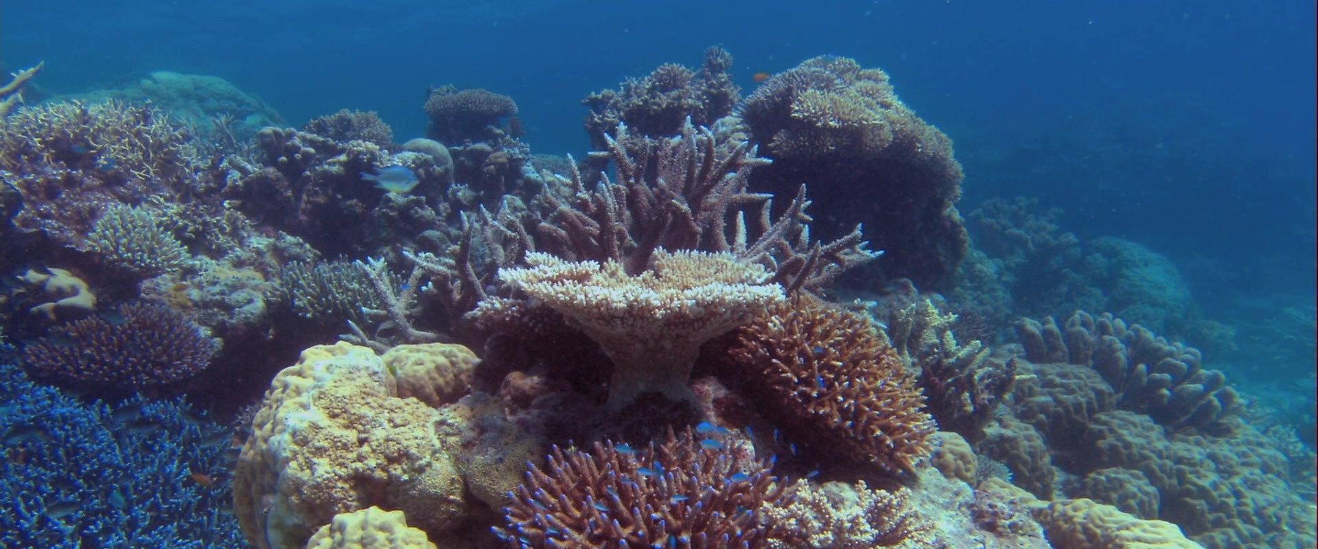 Ocean Wonderland backdrop