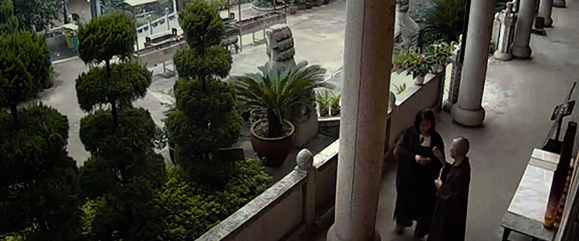 Dragonfly Eyes backdrop