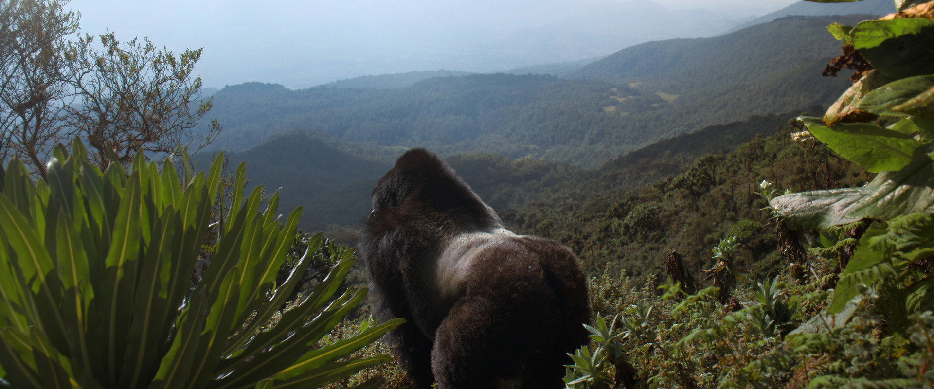 A Gorilla Story: Told by David Attenborough backdrop