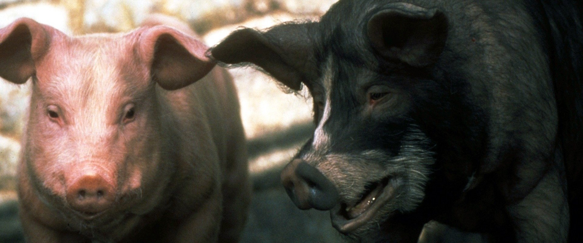 Animal Farm backdrop