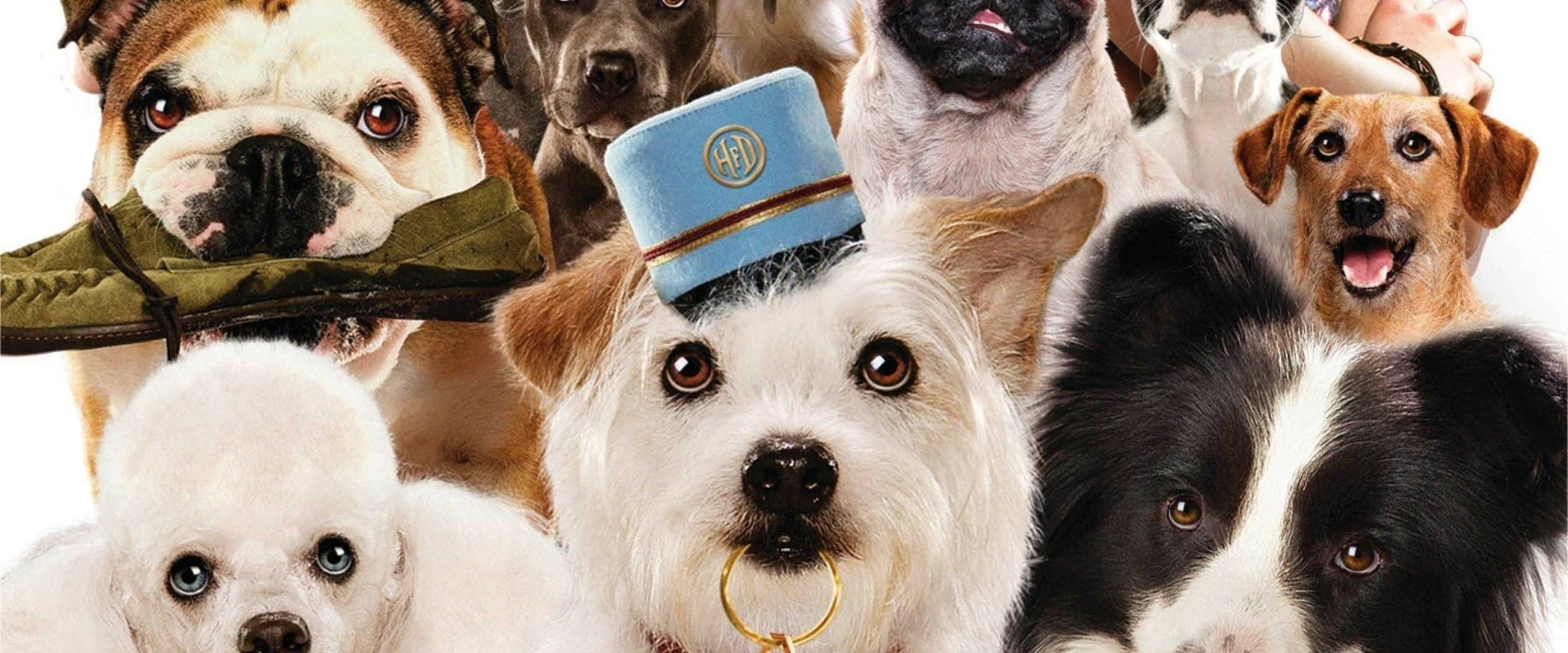 Hotel for Dogs backdrop