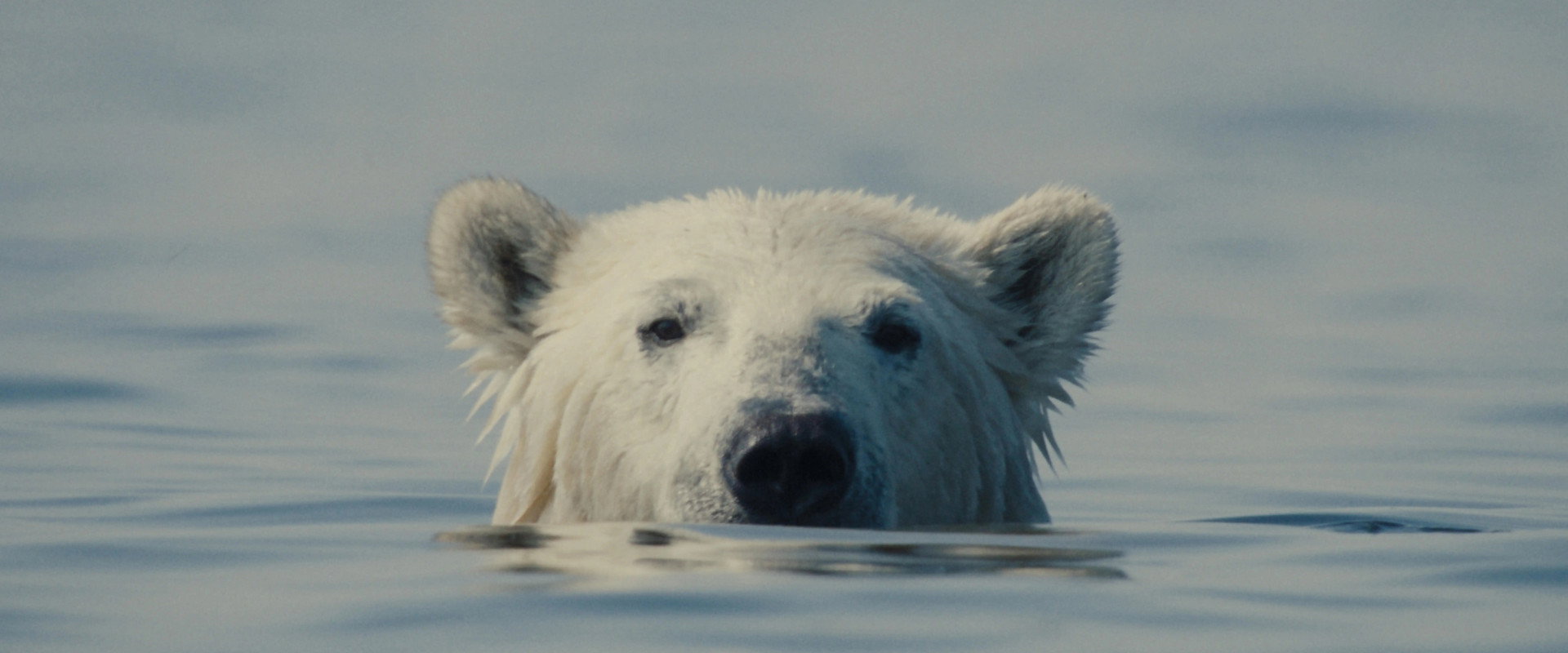 Nuisance Bear backdrop