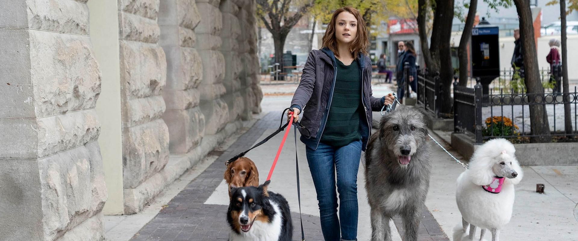 A Dog's Journey backdrop
