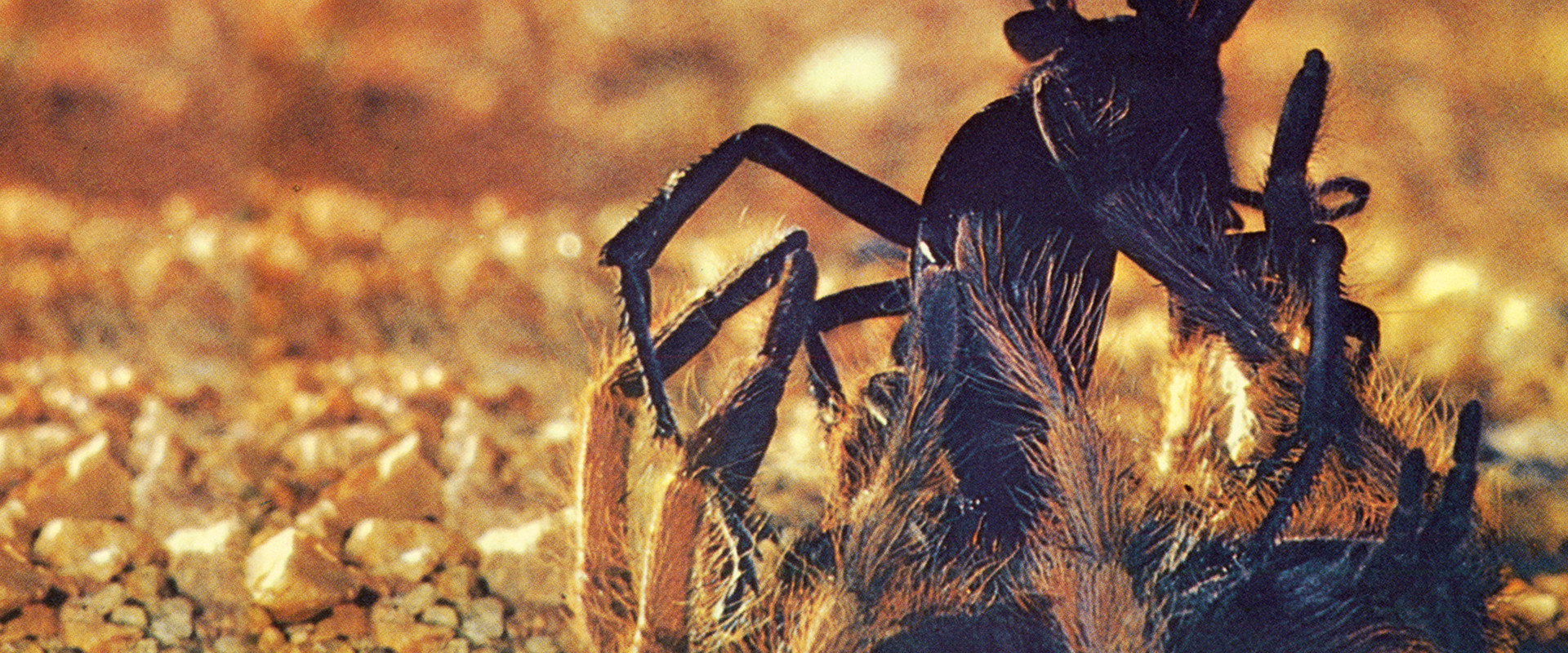 The Living Desert backdrop