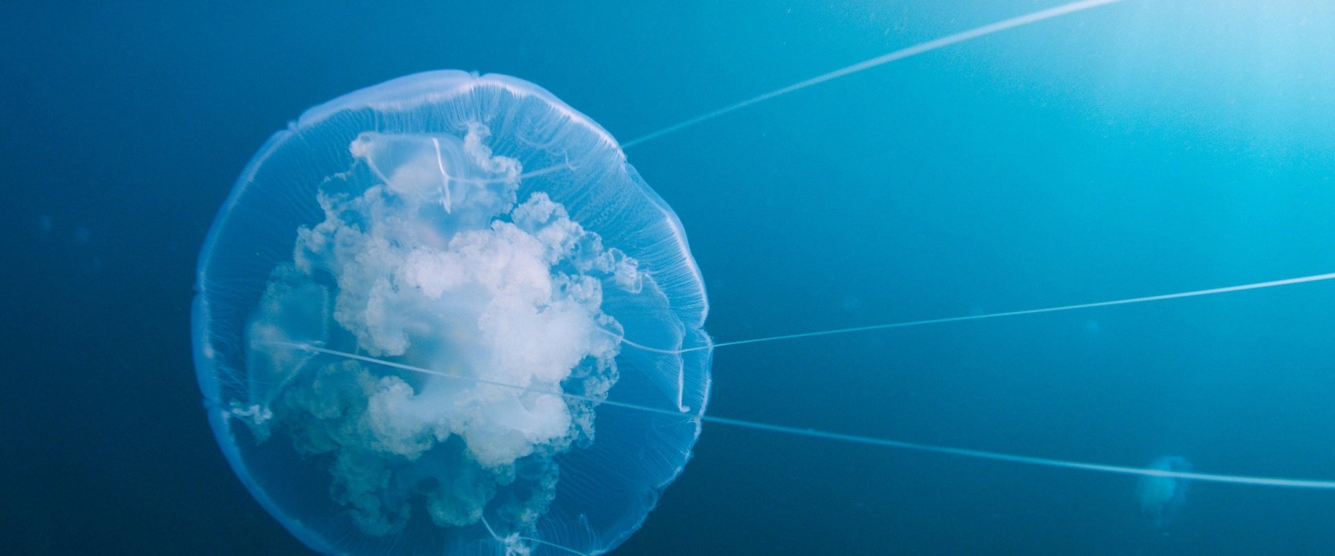 Voyage of Time: Life's Journey backdrop