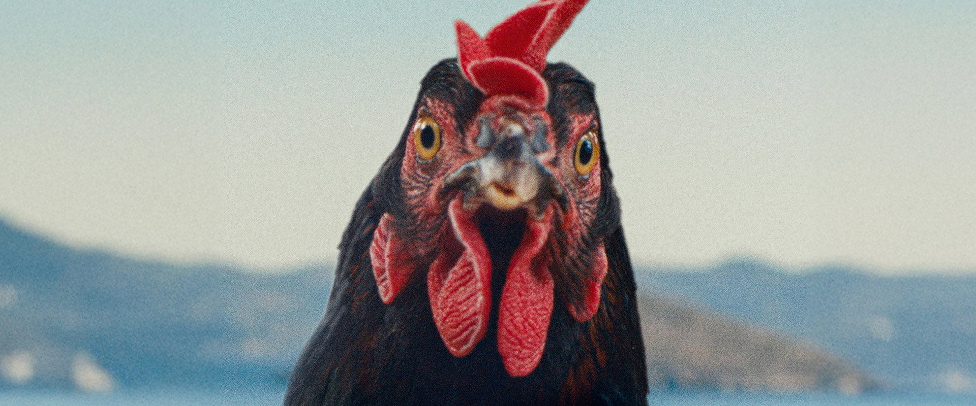Hen backdrop