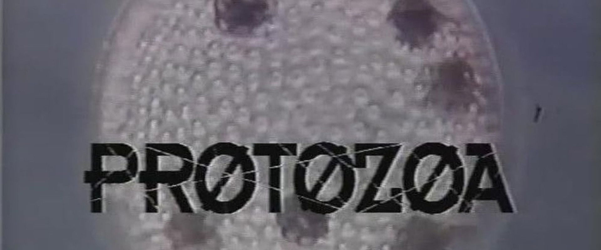 Protozoa backdrop
