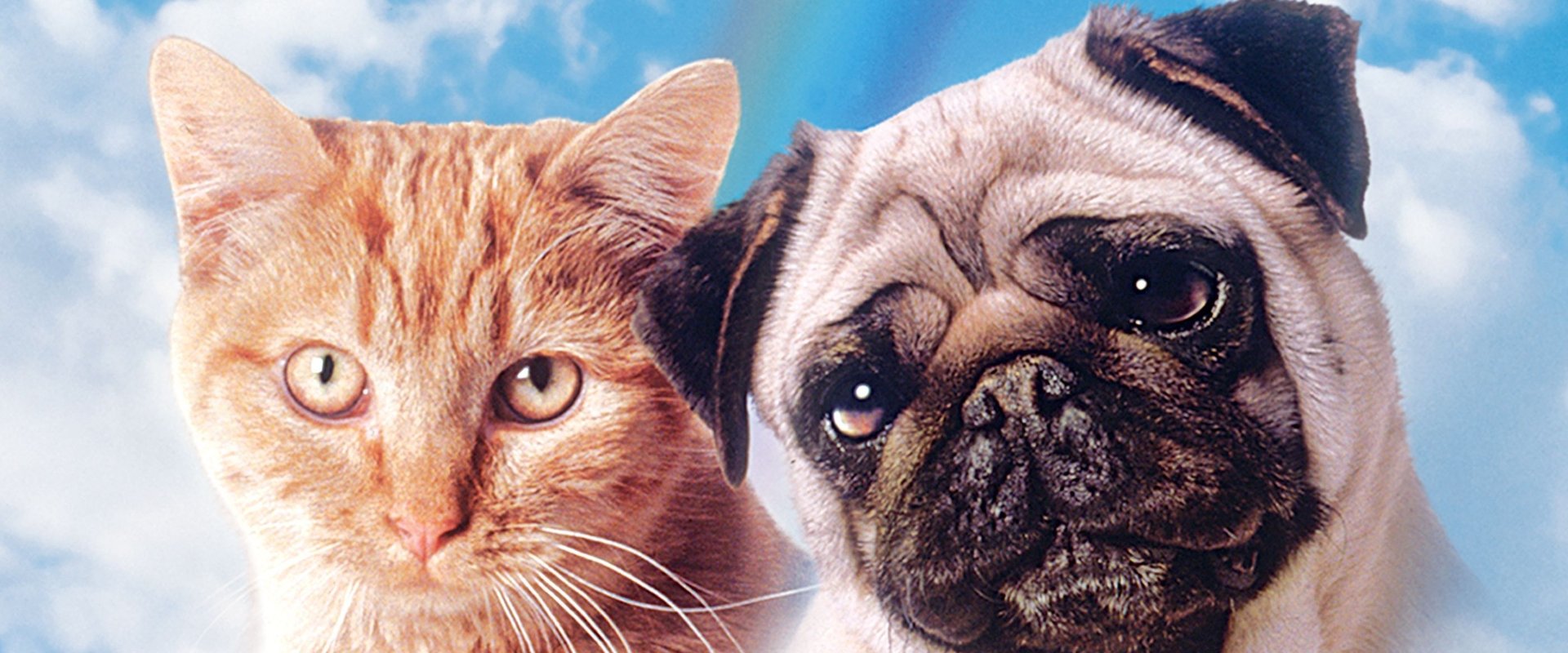 The Adventures of Milo and Otis backdrop