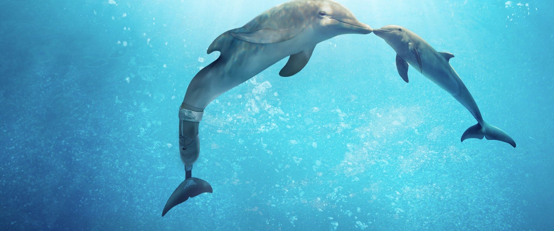 Dolphin Tale 2 backdrop