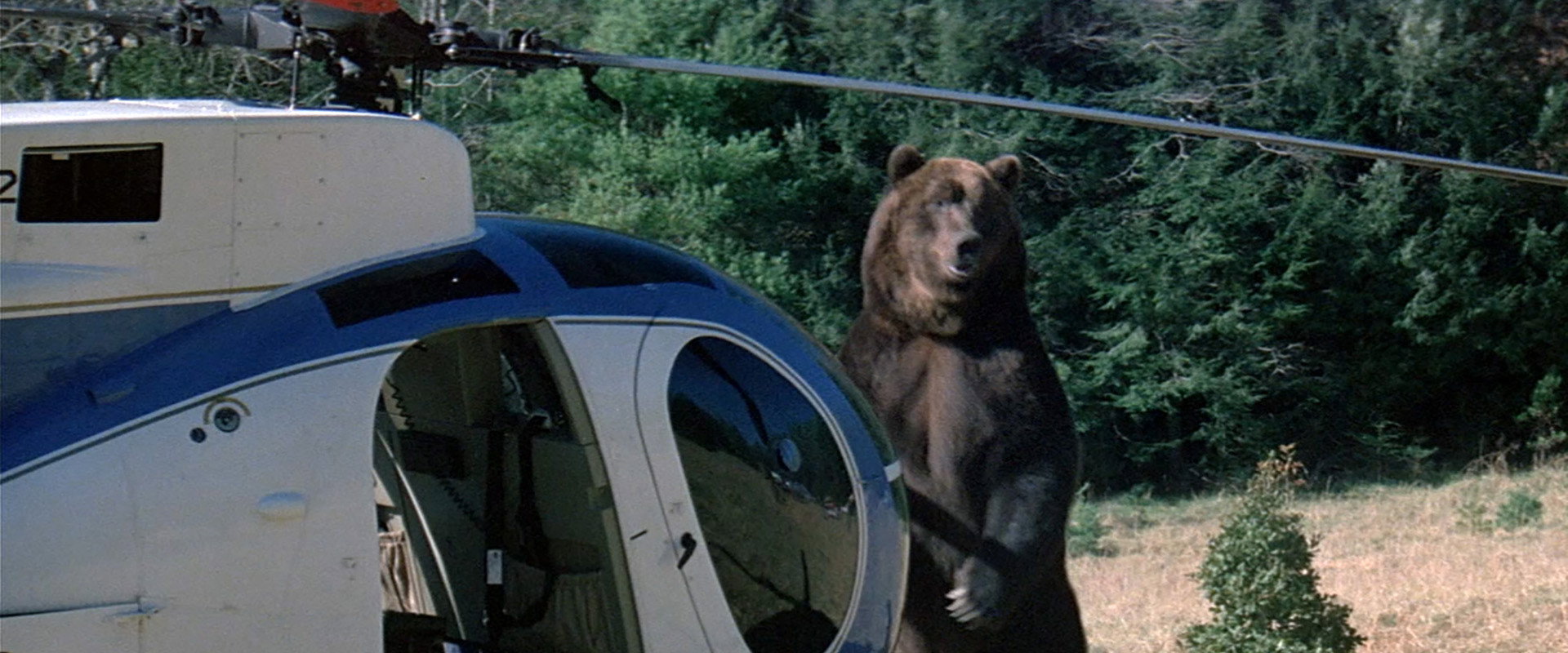 Grizzly backdrop