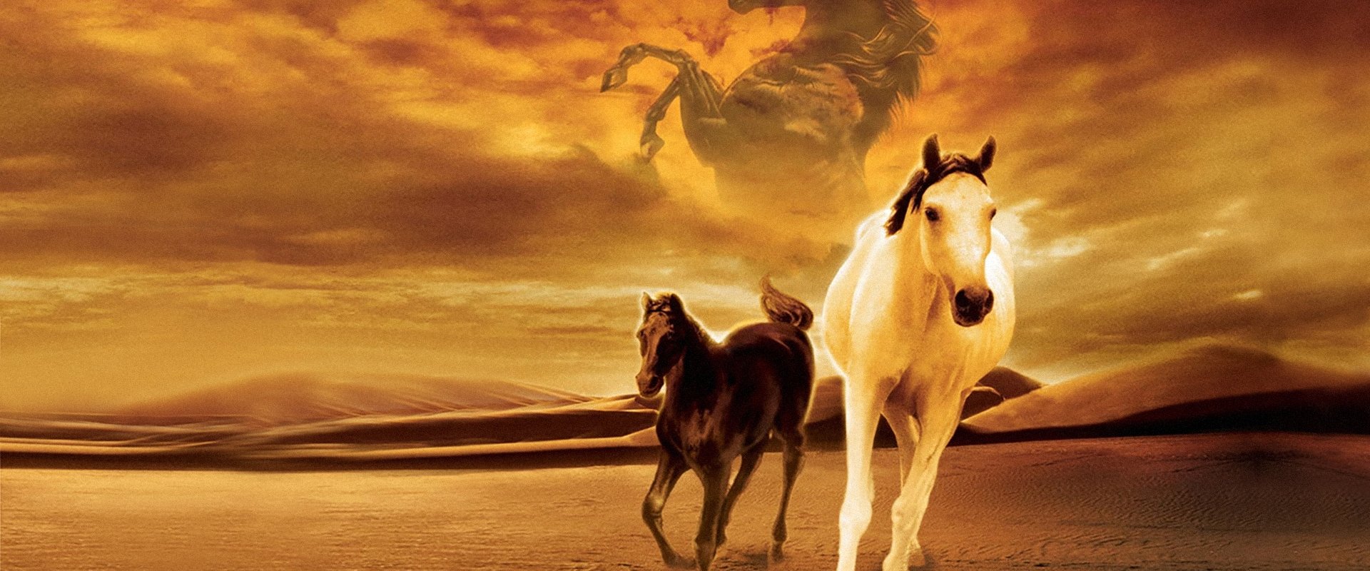 Young Black Stallion backdrop