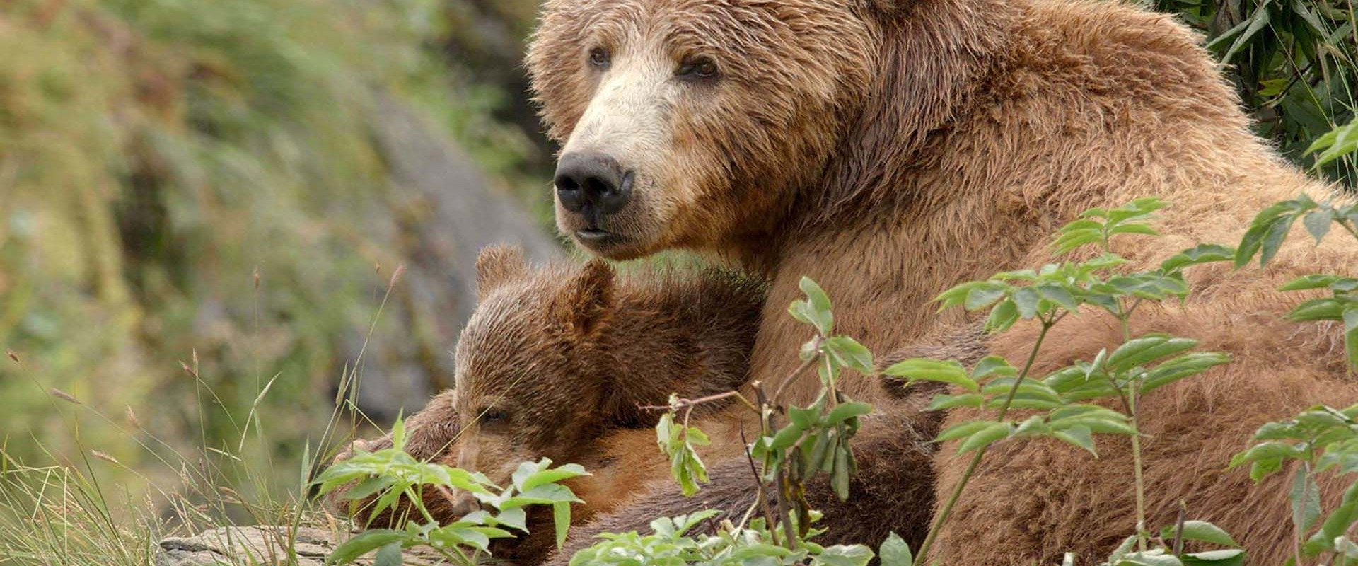 Alaska's Giant Bears backdrop