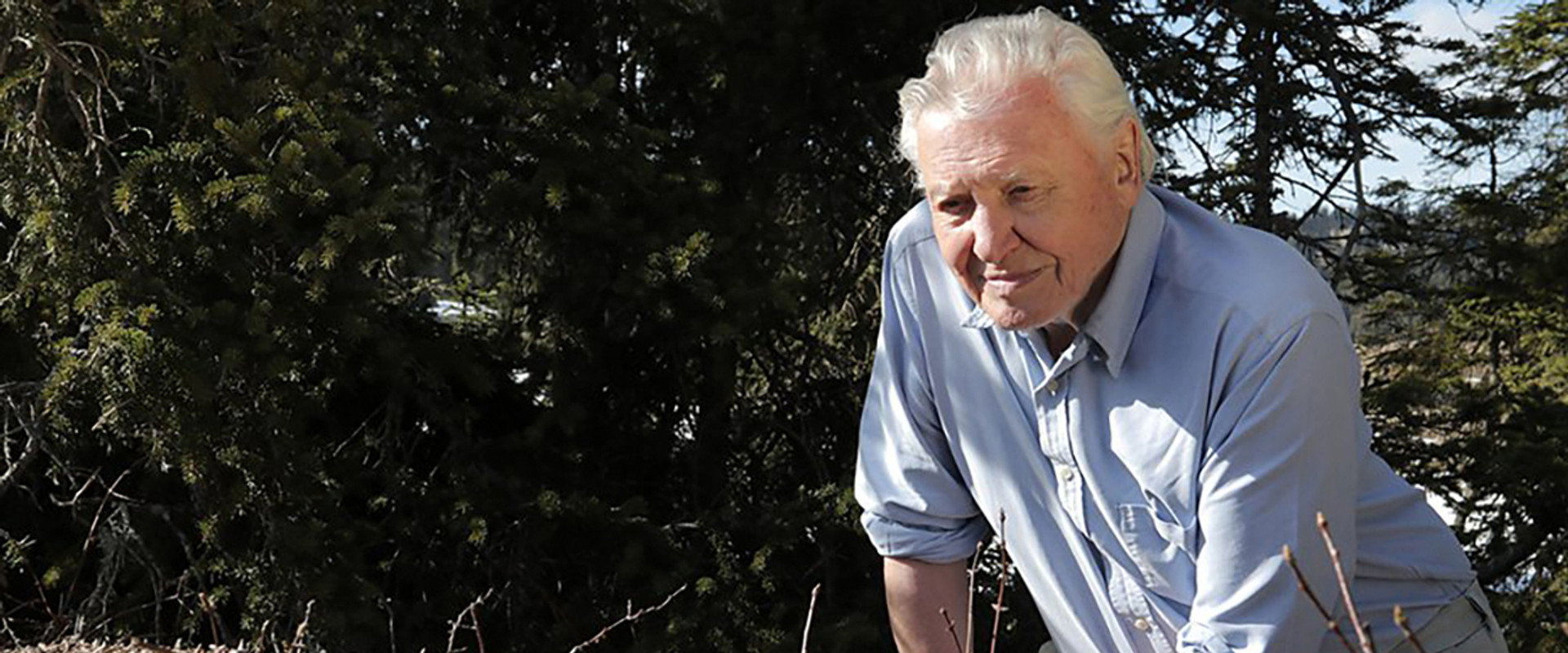 Attenborough and the Empire of the Ants backdrop