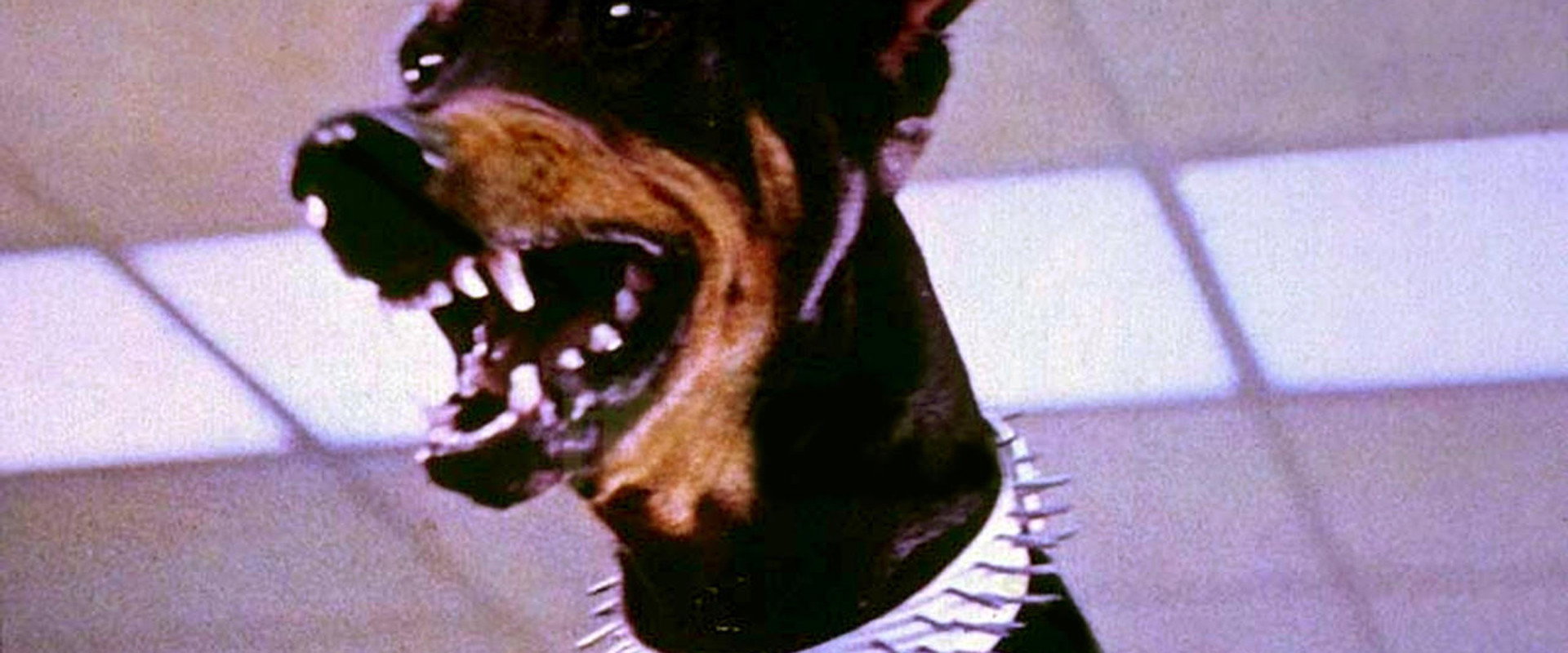 The Doberman Gang backdrop