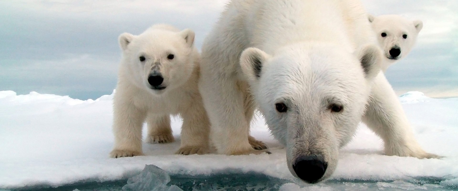 Snow Bears backdrop