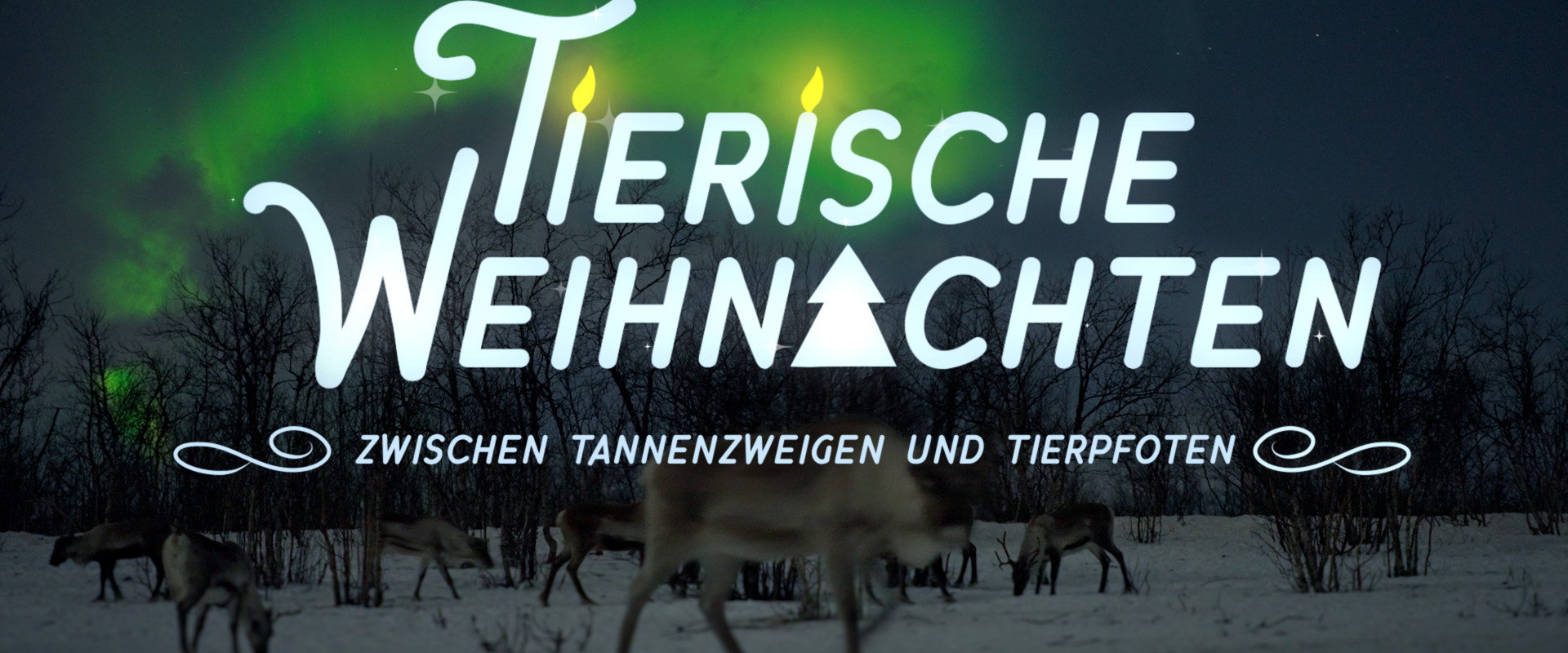 Tierische Weihnachten - Zwischen Tannenzweigen und Tierpfoten backdrop