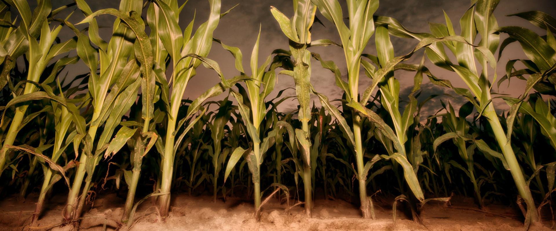 Children of the Corn: Revelation backdrop