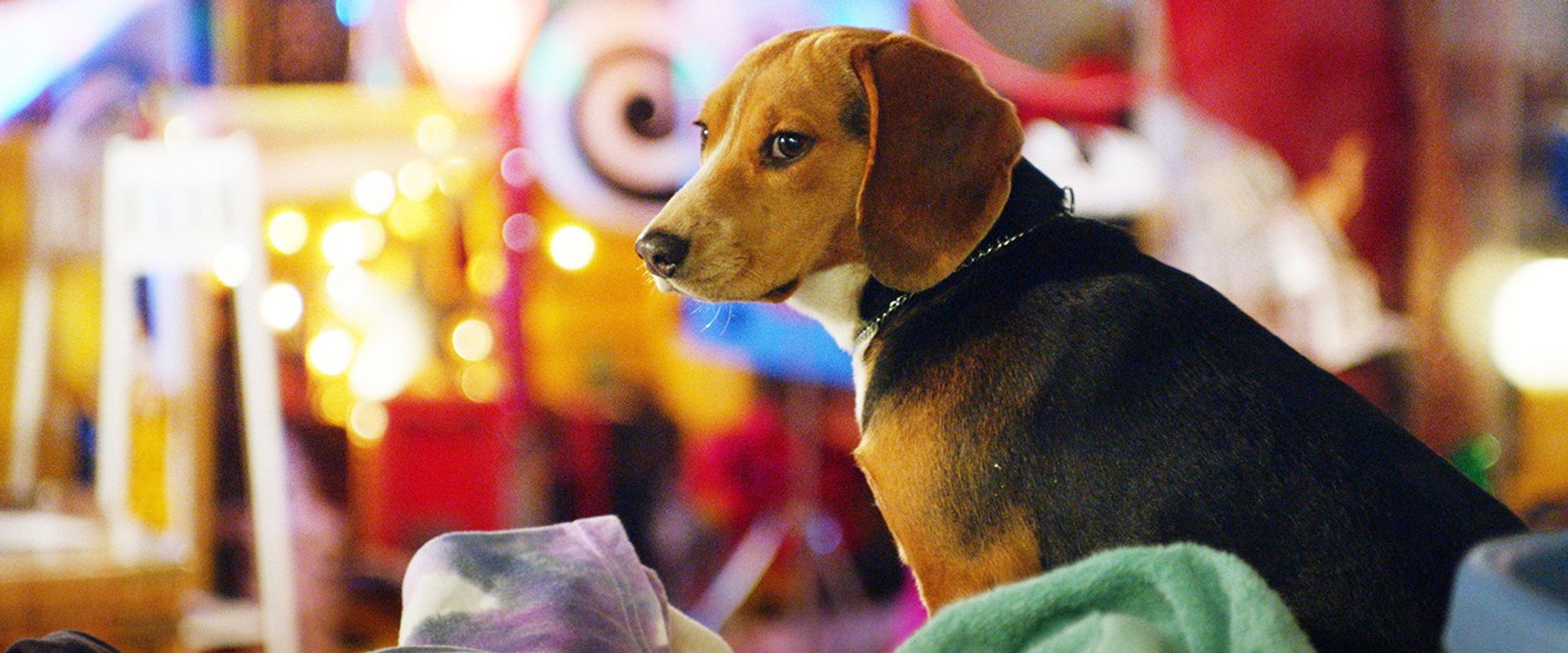 Shelby: The Dog Who Saved Christmas backdrop