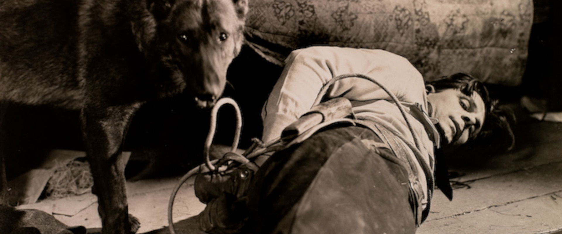 Fangs of Destiny backdrop