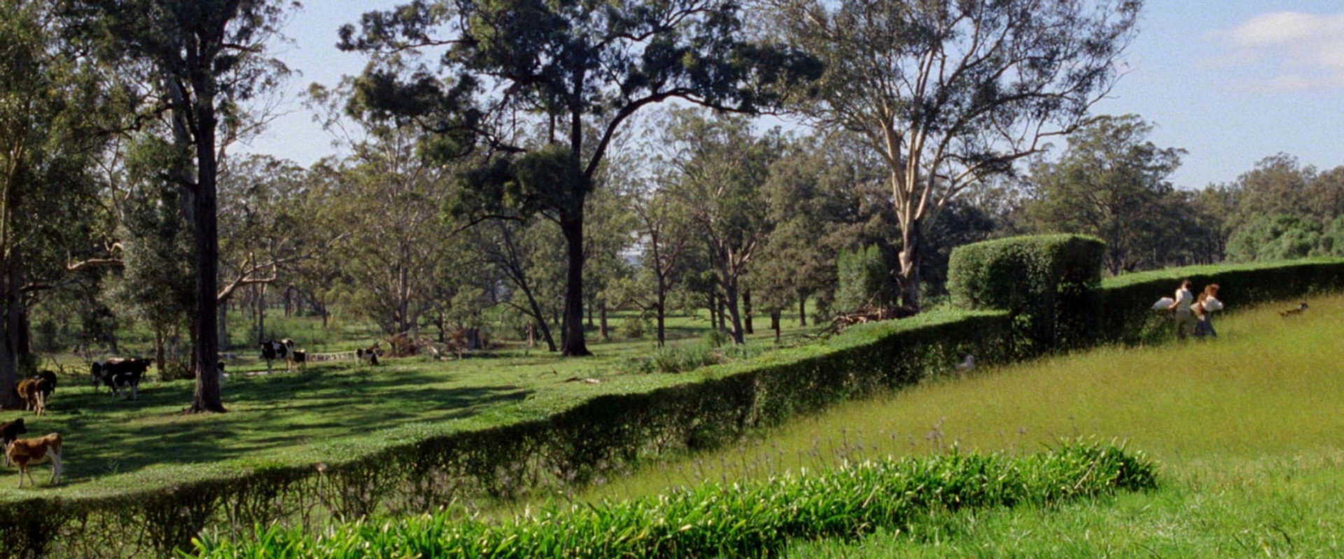 My Brilliant Career backdrop