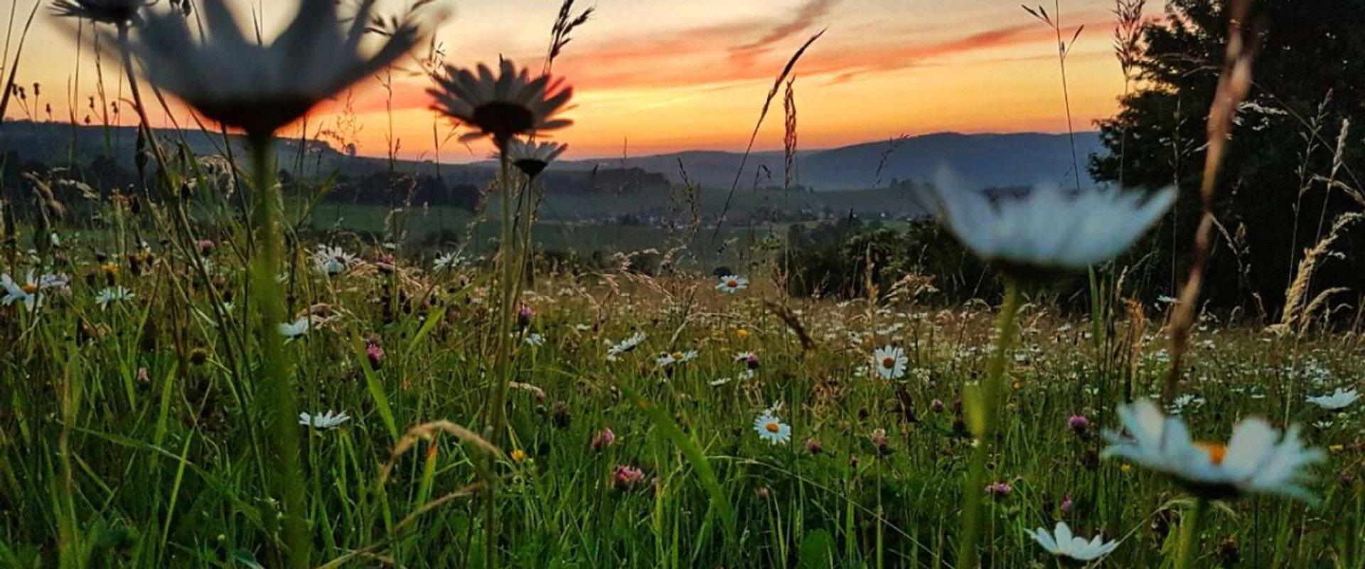 Die Wiese: Ein Paradies nebenan backdrop