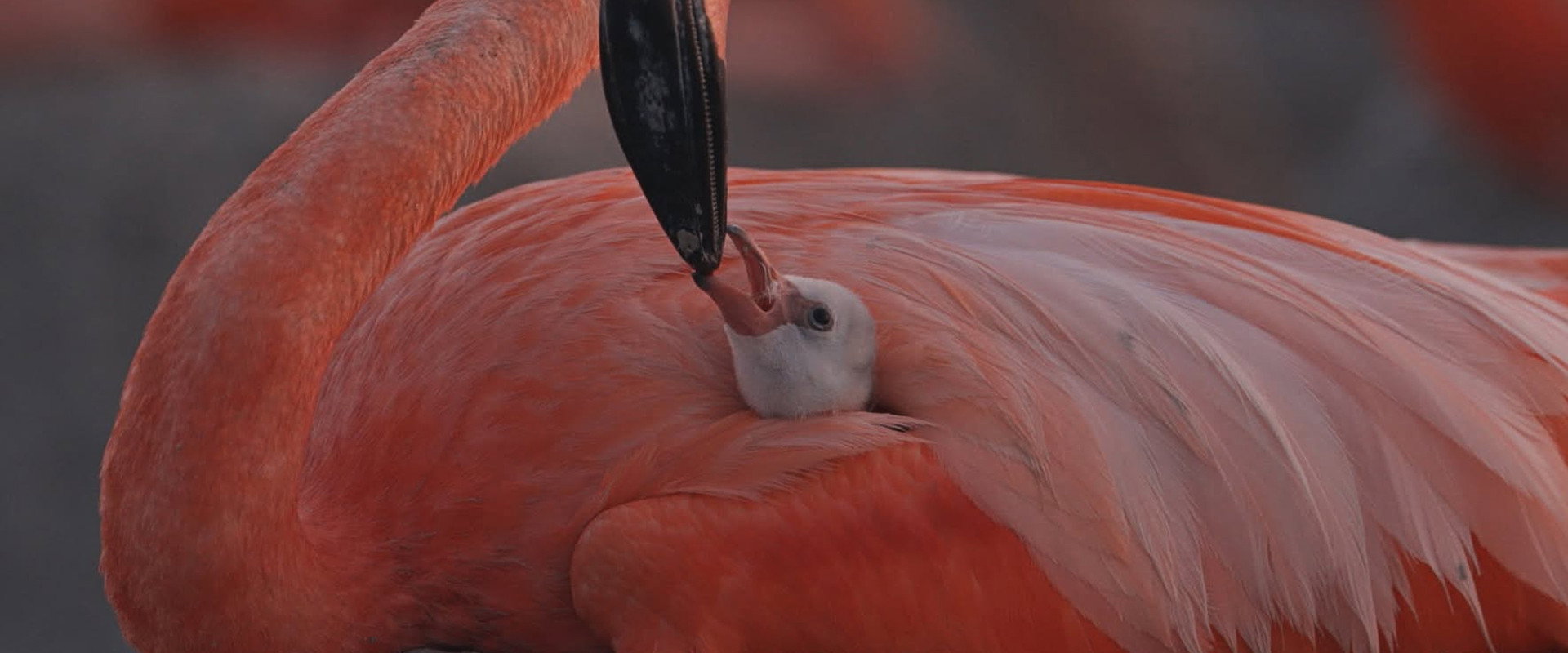 Flamingos: Life After the Meteorite backdrop