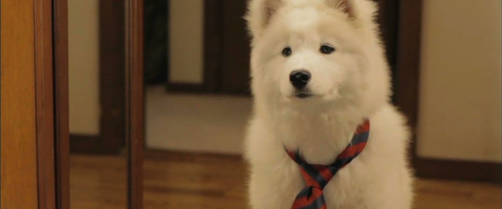 Mr. Inukai Keeps a Dog backdrop