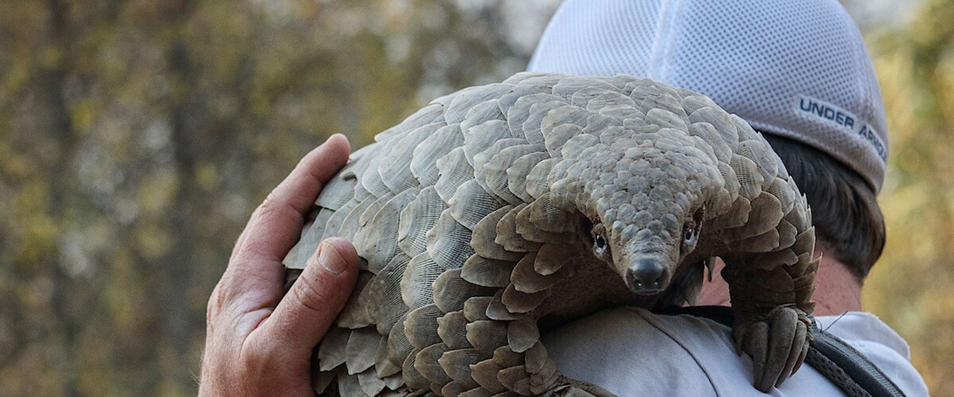 Pangolin: Kulu's Journey
