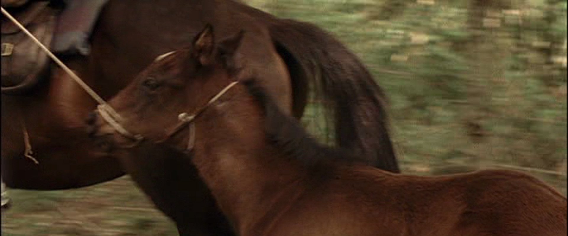 The Colt