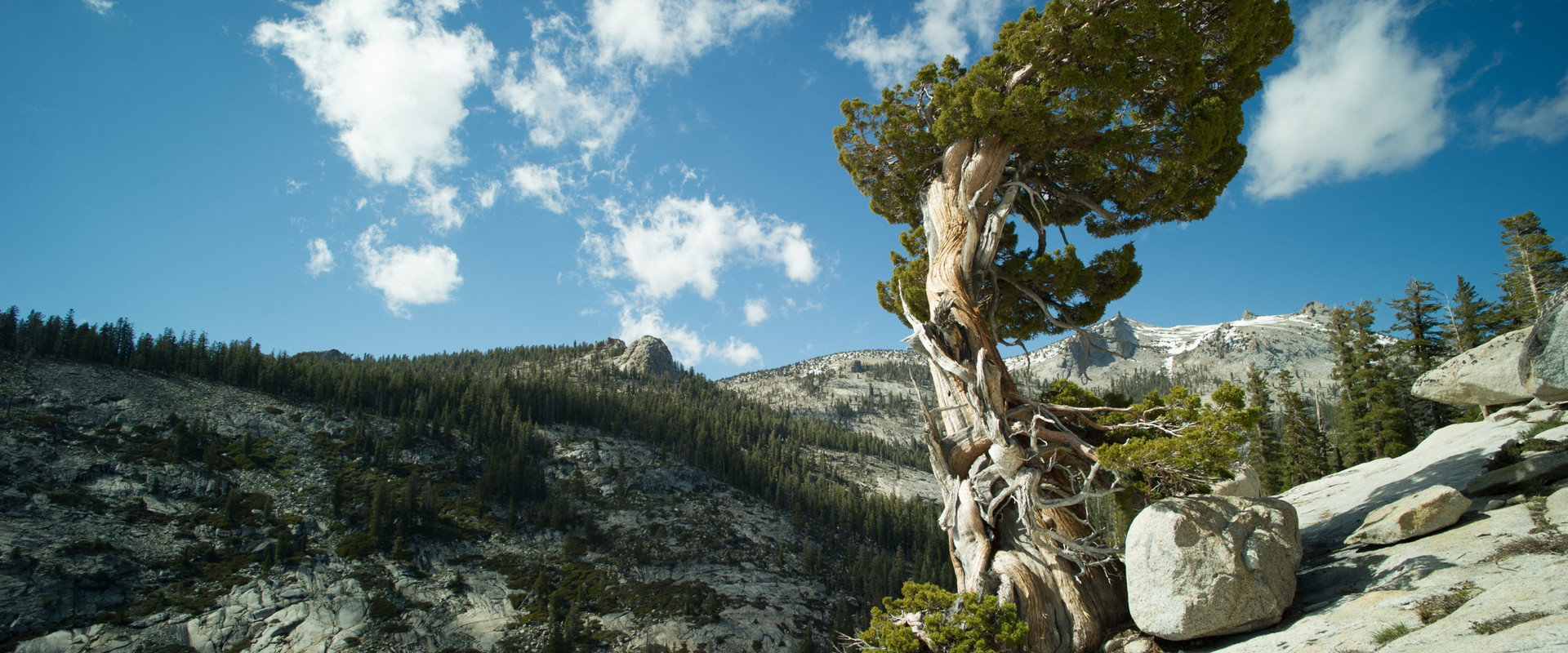 Wälder unserer Erde backdrop