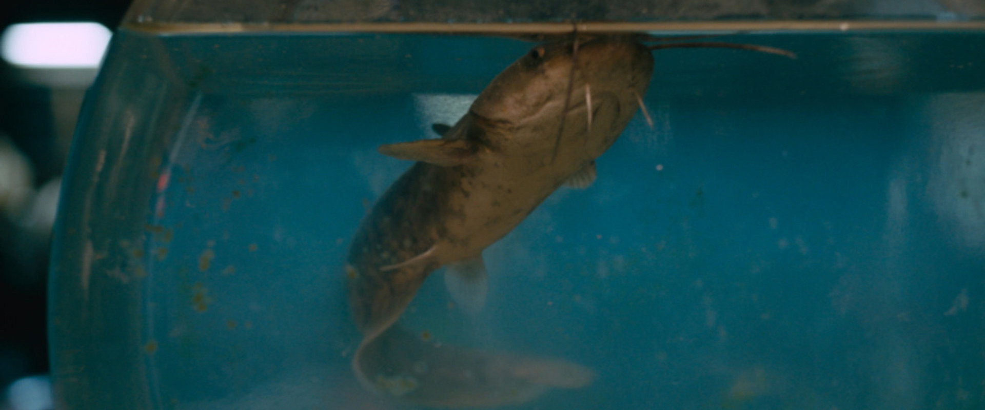 Sugar Glass Bottle backdrop