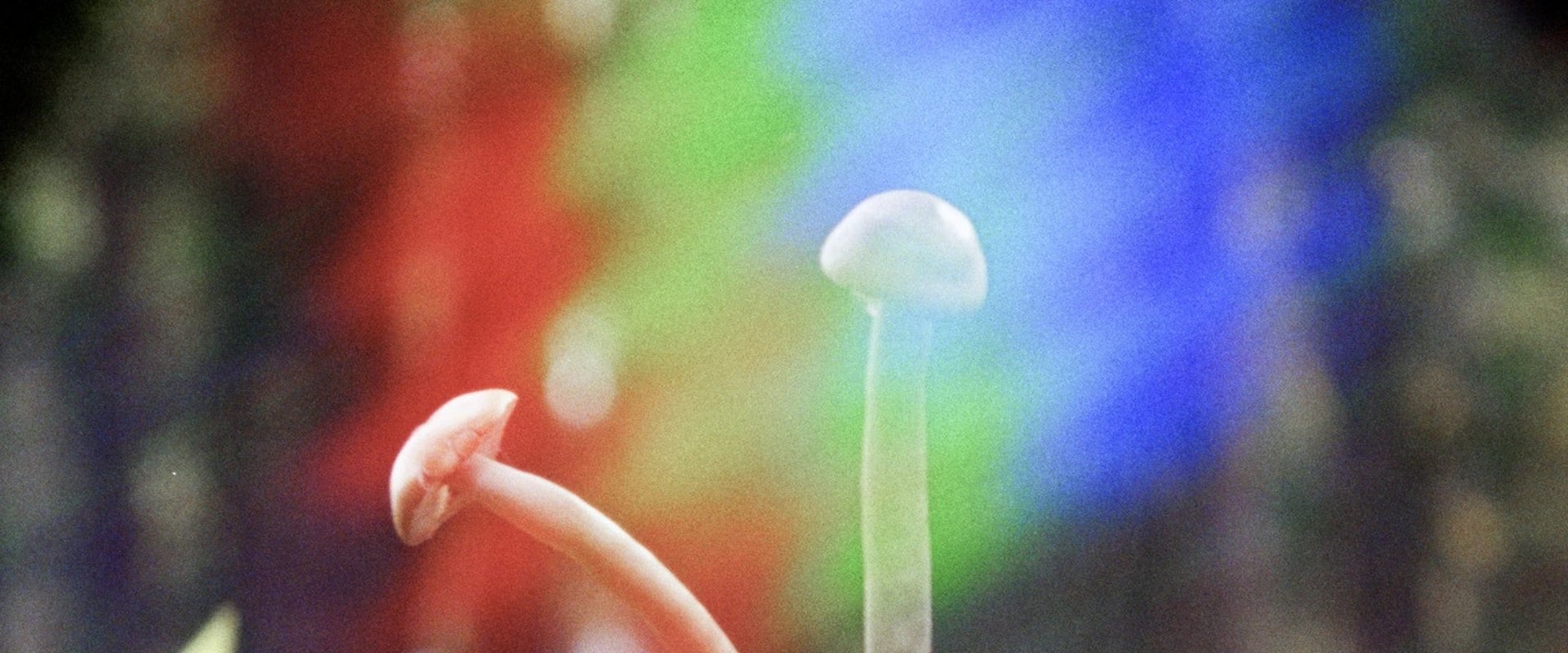 Shrooms