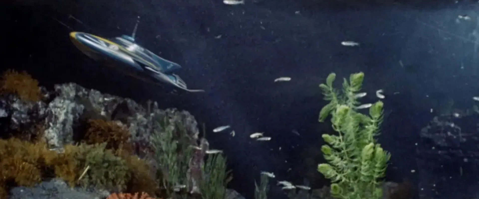 Stingray backdrop