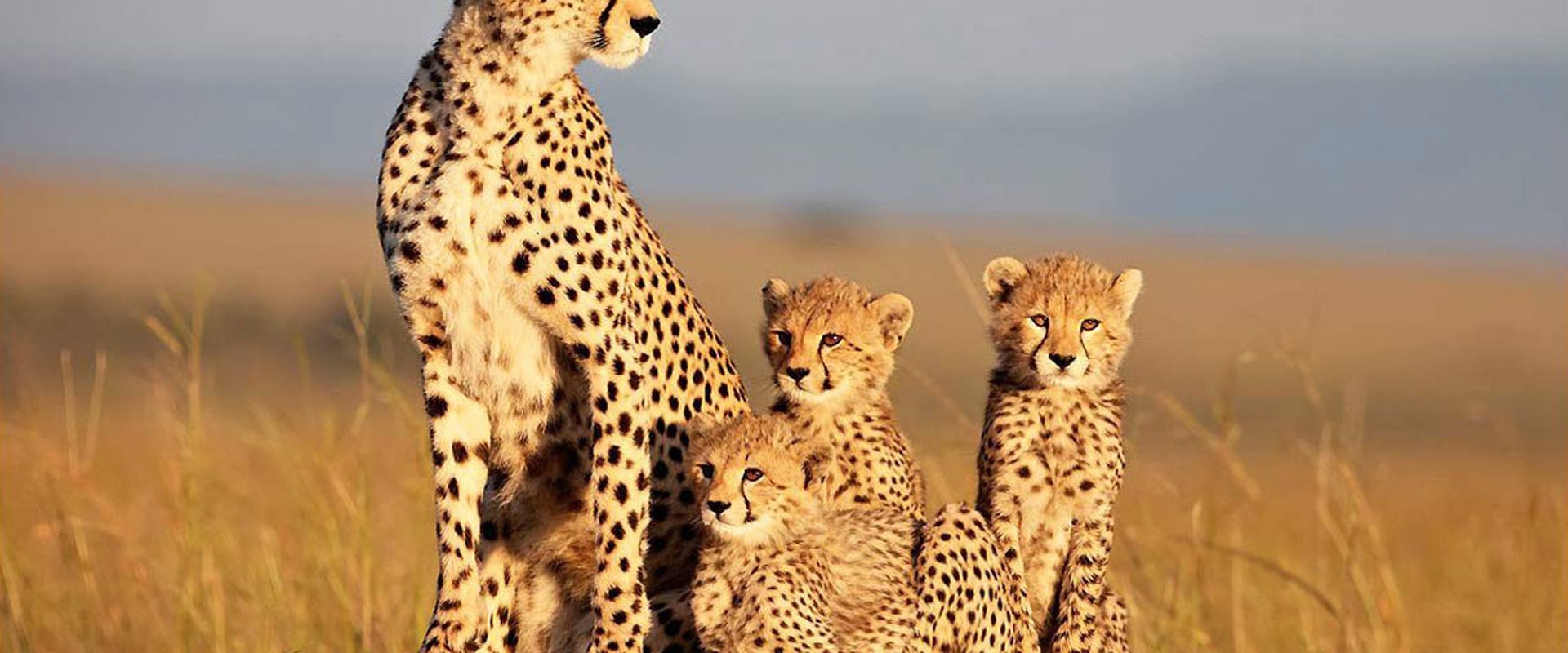 African Cats backdrop