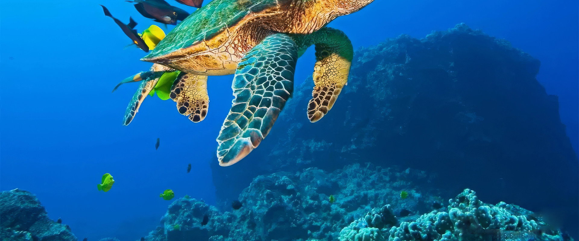 OceanWorld 3D backdrop