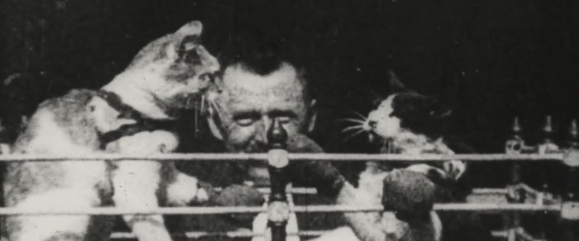 The Boxing Cats