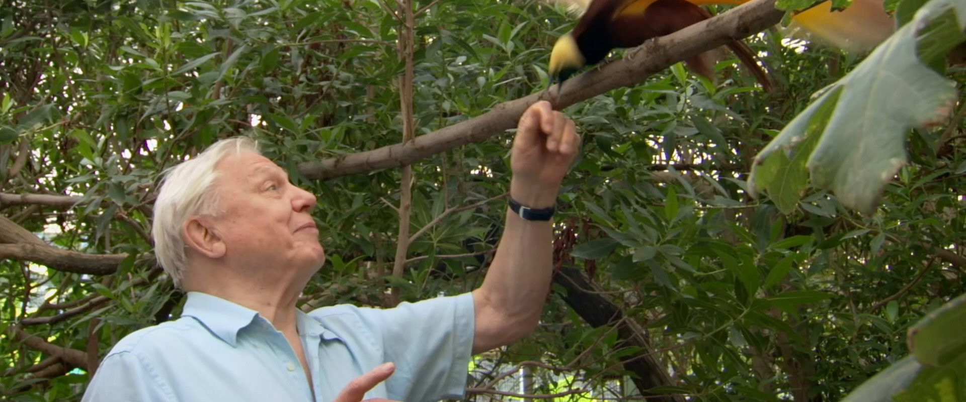 Attenborough's Paradise Birds backdrop