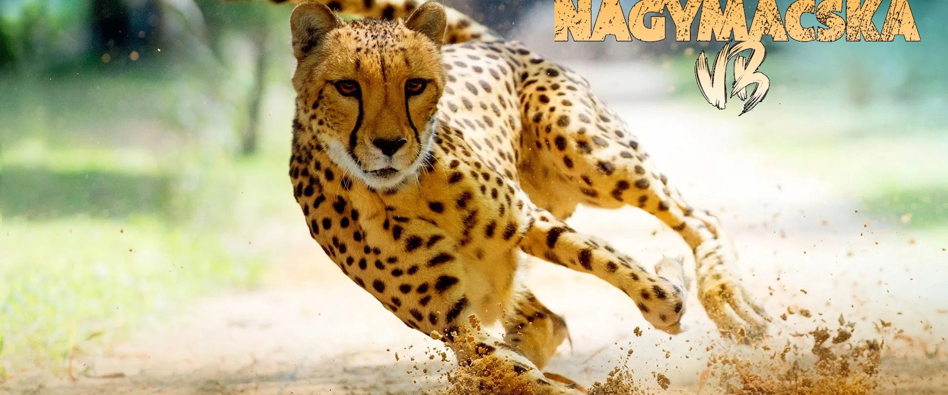 Big Cat Games backdrop