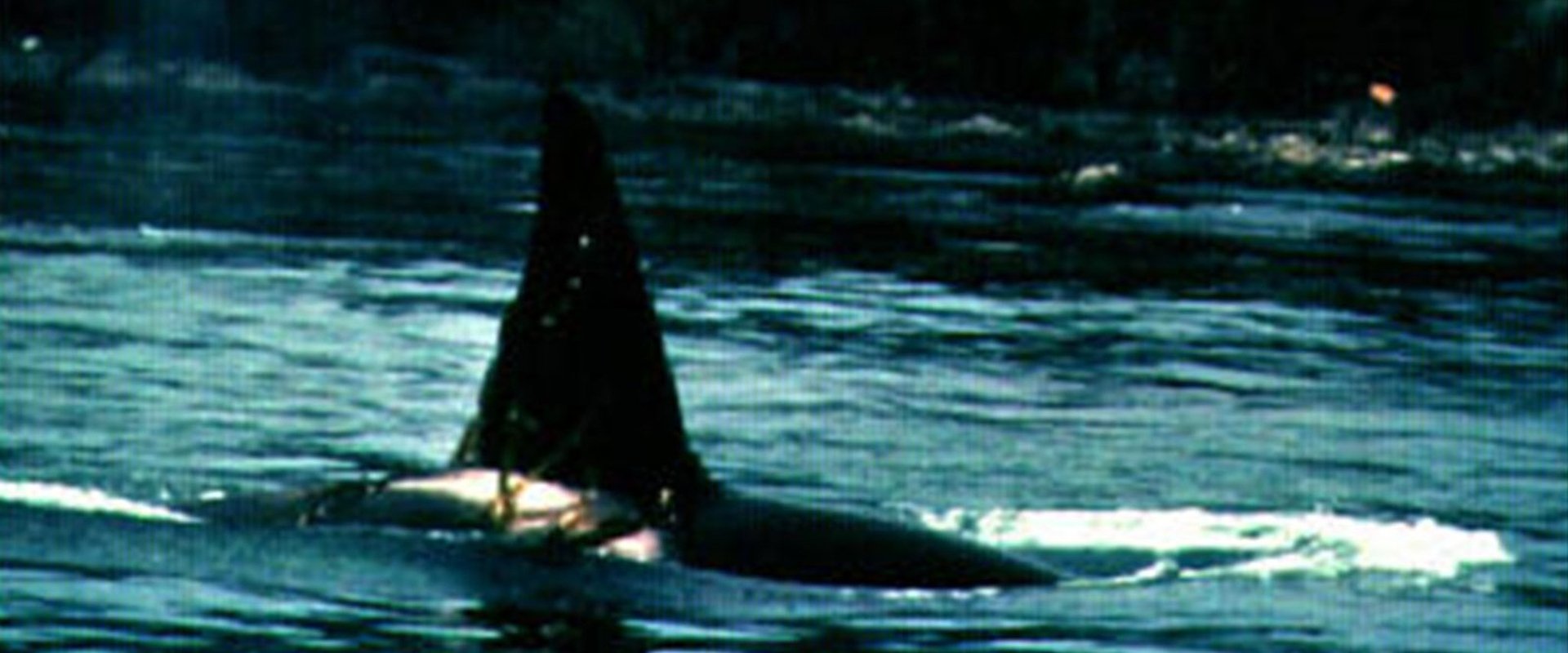 Island of Whales backdrop
