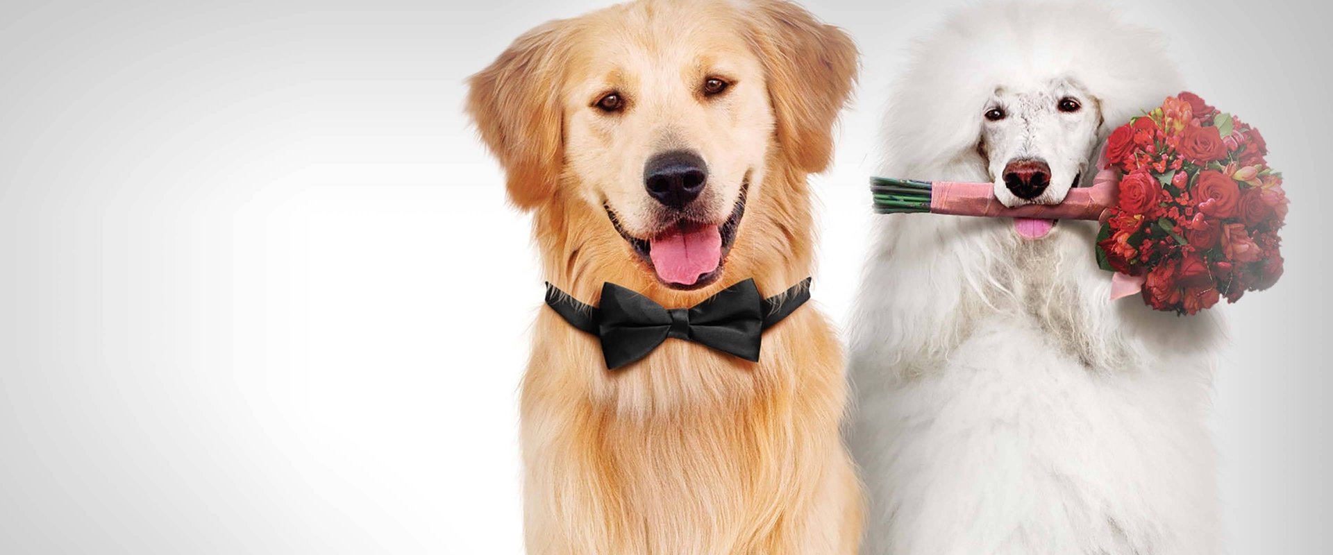 A Christmas Wedding Tail
