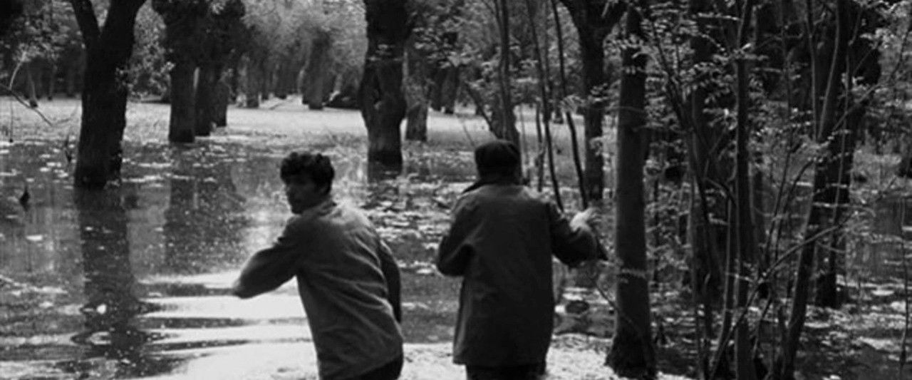 Black Birds backdrop