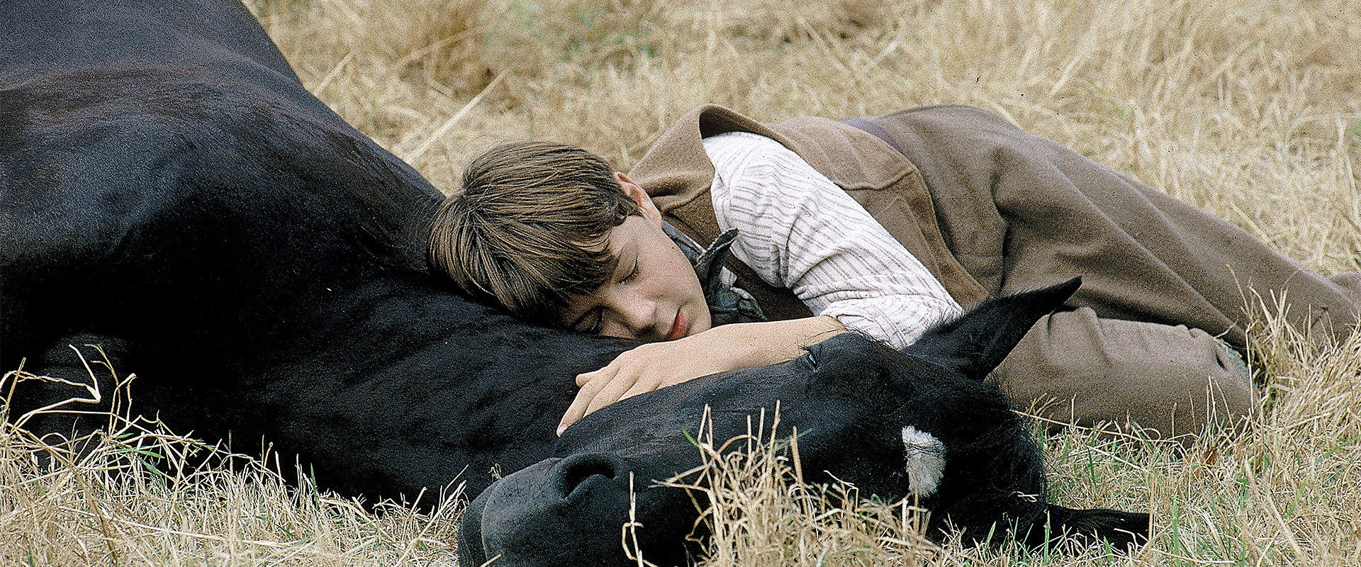 Black Beauty backdrop