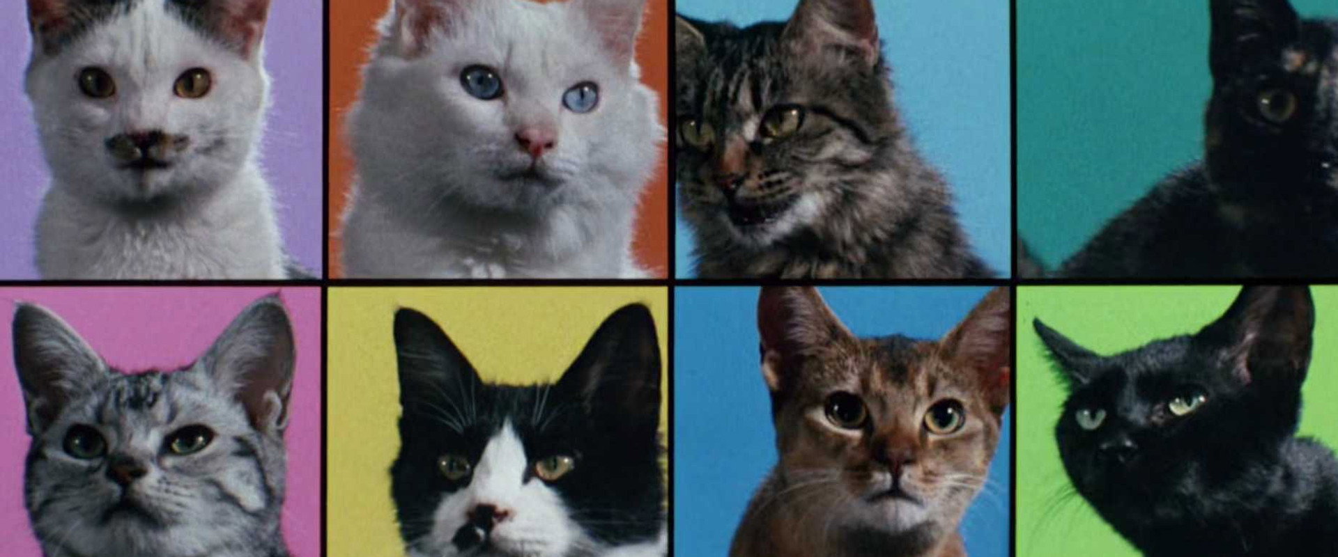 Cats on Park Avenue backdrop