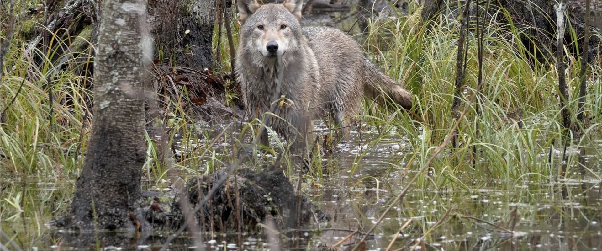 Wolf: Wanderer Without Borders backdrop
