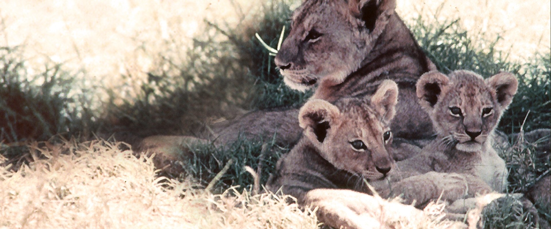 The African Lion