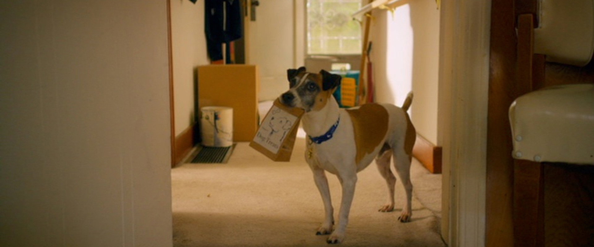 Treasure Hounds backdrop